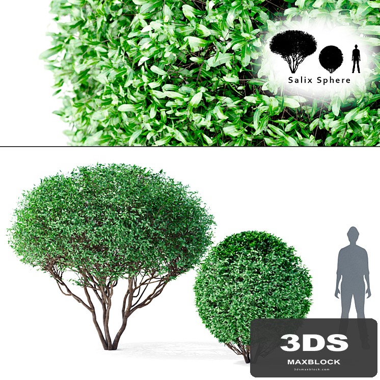 Willow tree and tree | Salix Sphere