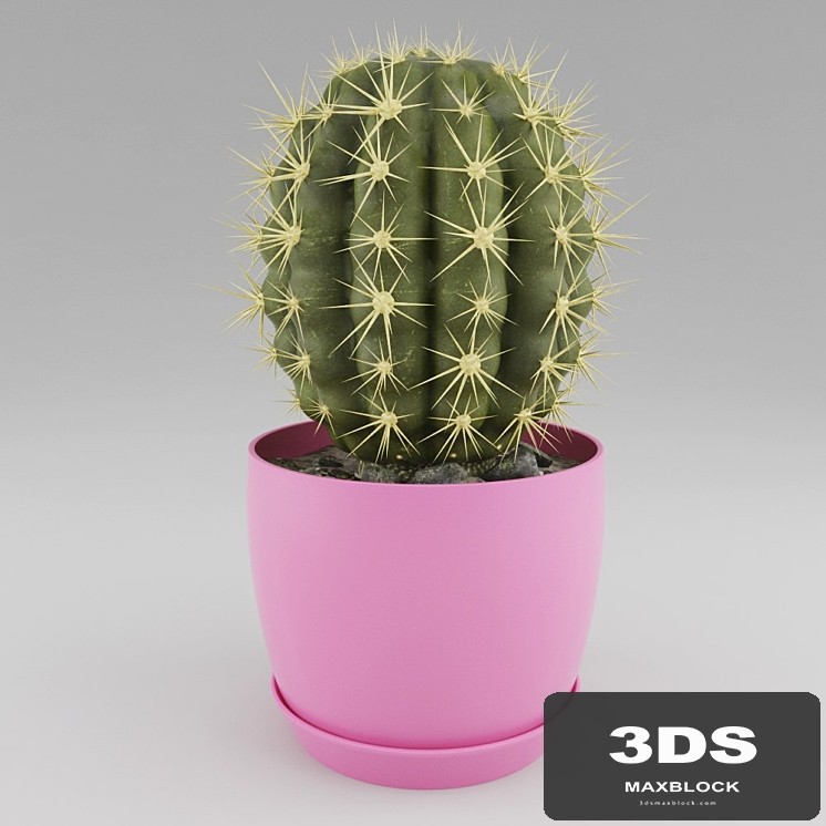 Cactus
