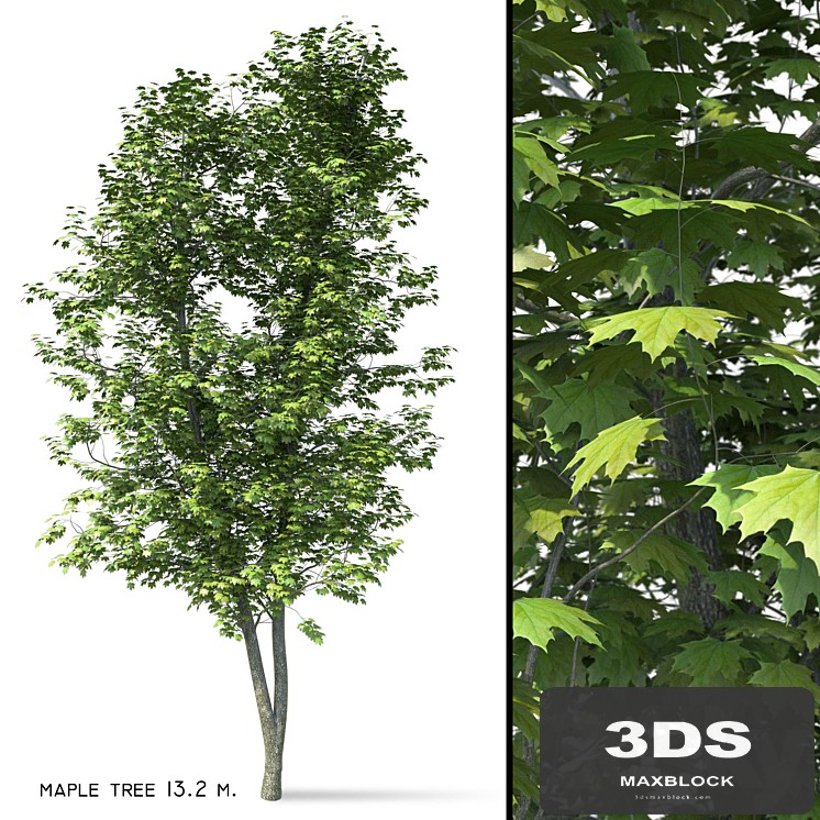 Maple (Ácer platanoídes) 13 meters