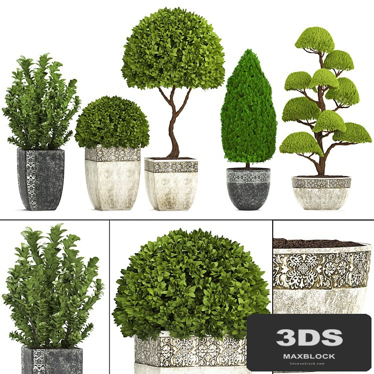Plant collection 239. Garden plants, landscape design, classic flowerpot, trees, topiary, boxwood