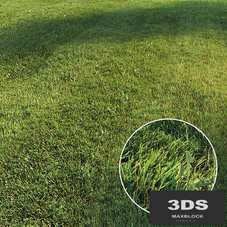 Mowed lawn
