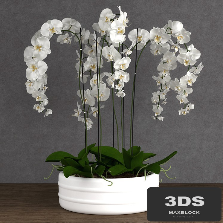 Orchid 6