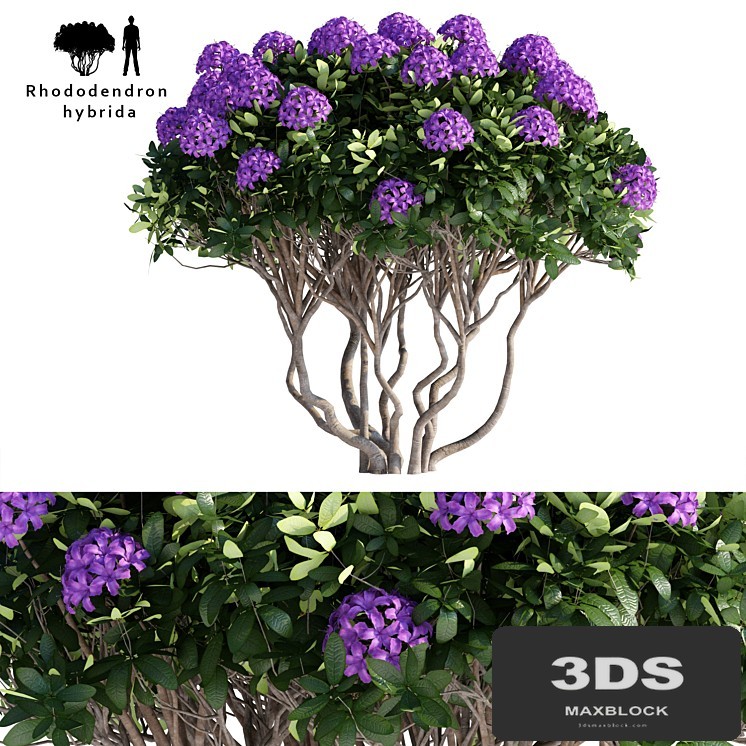 Rhododendron Hybrid | Rhododendron hybrida