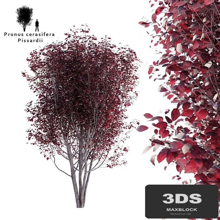 Spread plum | Prunus cerasifera pissardii