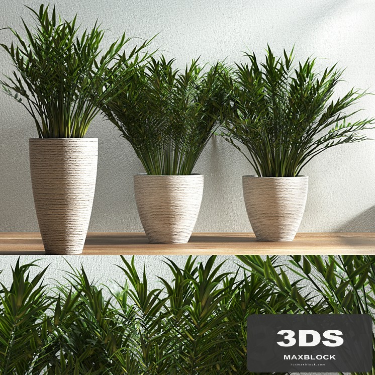 plant 38