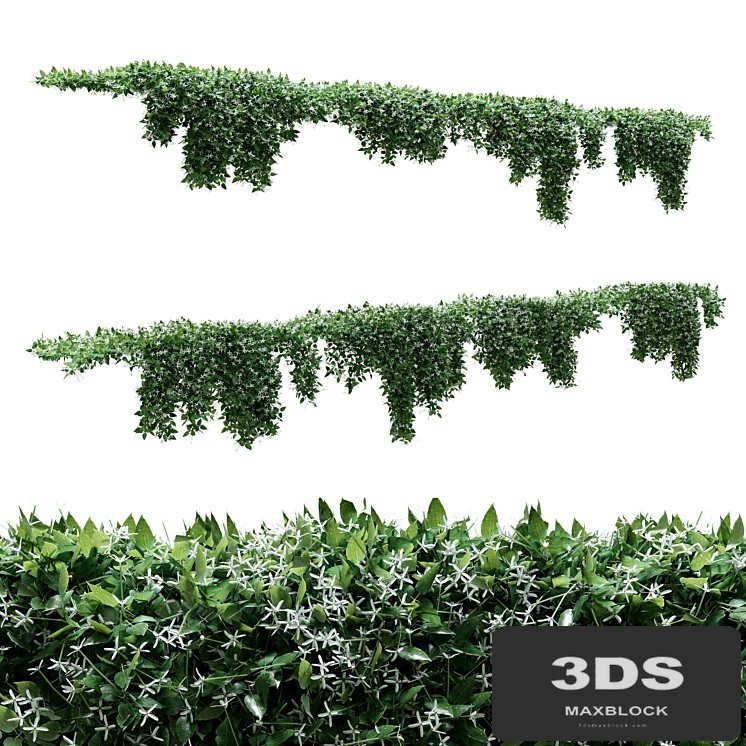 Creeper - Clematis Glycinoides - 8 Modular Pieces