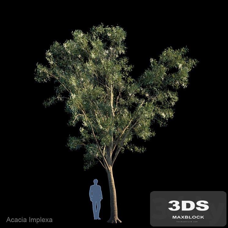Acacia Implexa