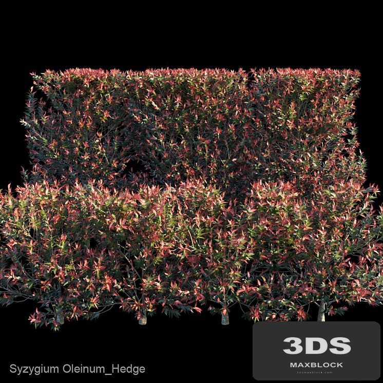 Syzygium Oleinum_Hedge