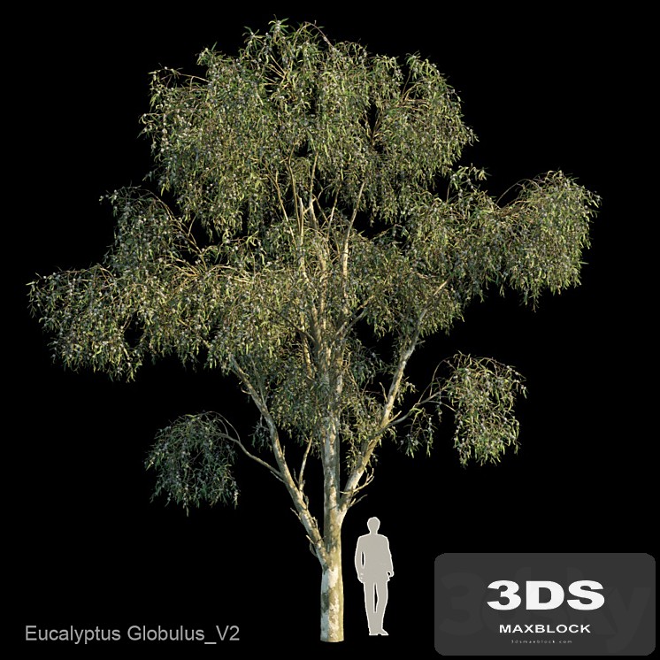 Eucalyptus Globulus Var2