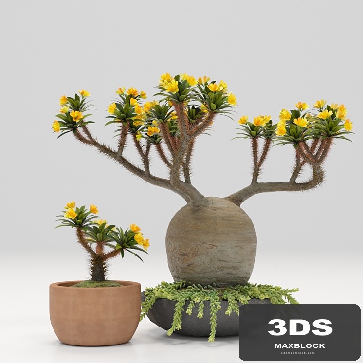 Pachypodium pot