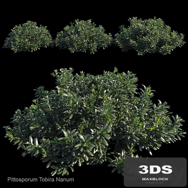 Pittosporum tobira nanum