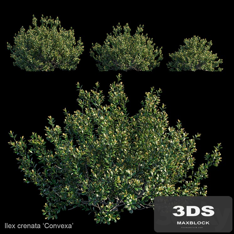 Ilex crenata | Convexa
