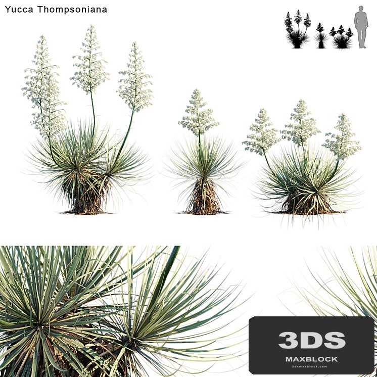 Yucca Thompsoniana | Beaked yucca flower