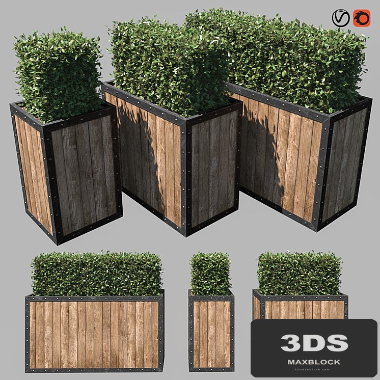 Street bushes in pots