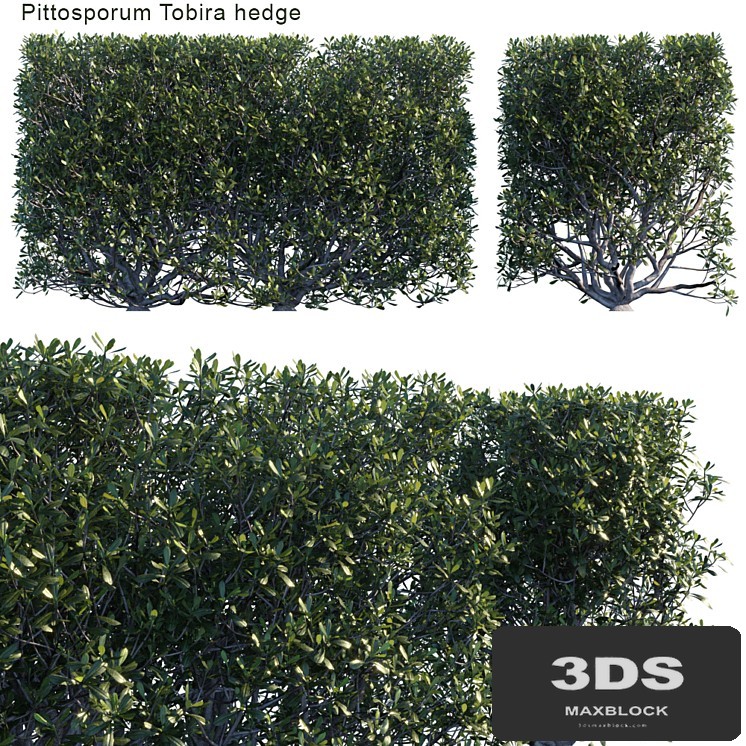 Pittosporum tobira hedge