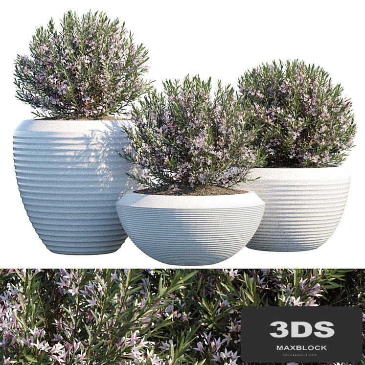 Plant in pots # 4