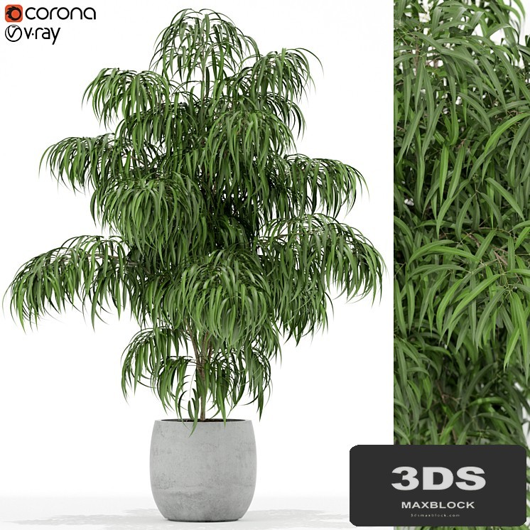 Plants collection 156