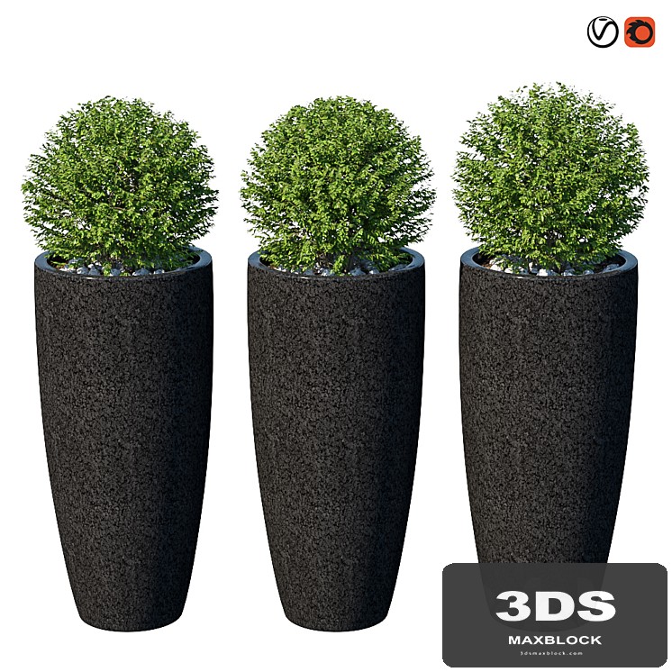 Street bushes in pots VIII