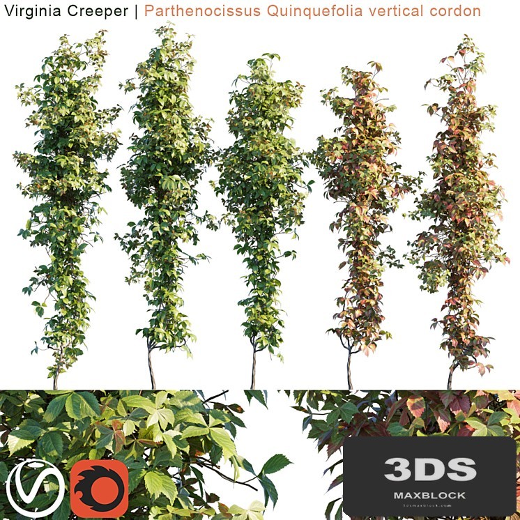 Virginia Creeper vertical cordon