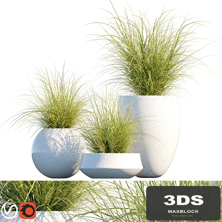 Plant in pots # 16: Miscanthus mood