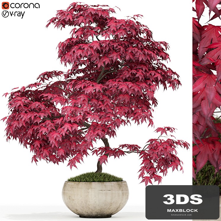 Plants collection 164