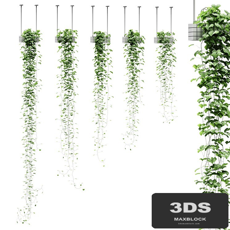 Viun in hanging pots. 5 models