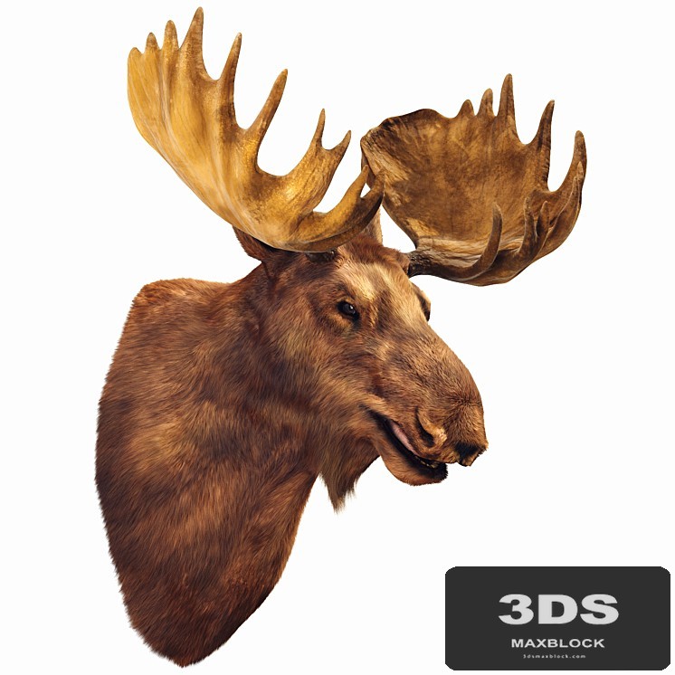 Elk head