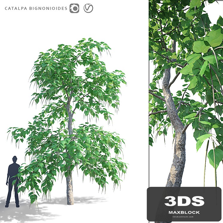 Catalpa Bignonesevy tree | Catalpa bignonioides