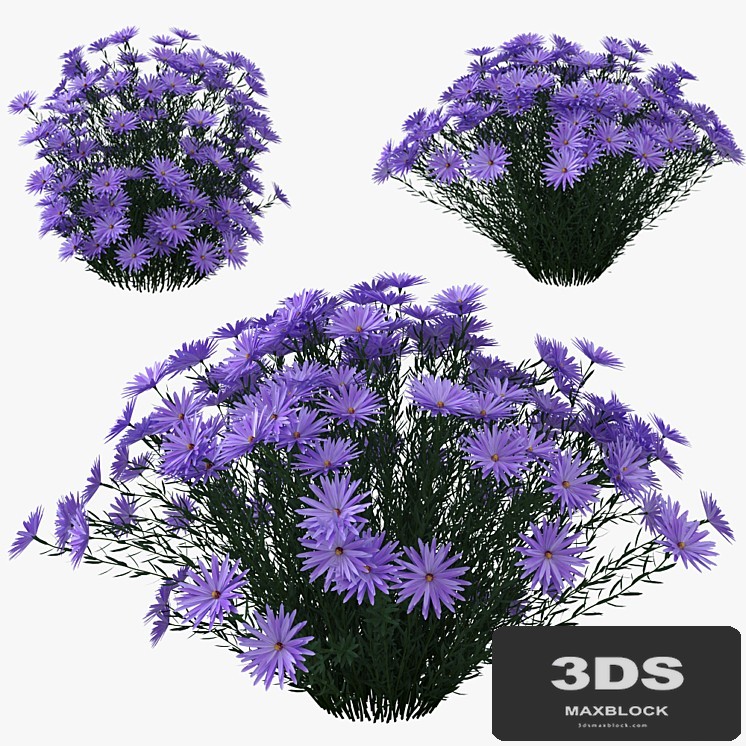 Aster dumosus - Lady in Blue