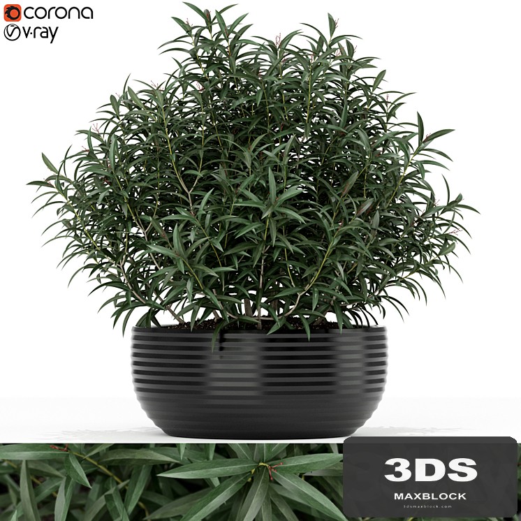 Plants collection 169
