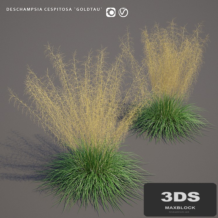 Pike turfy Lugovik | Deschampsia cespitosa goldtau