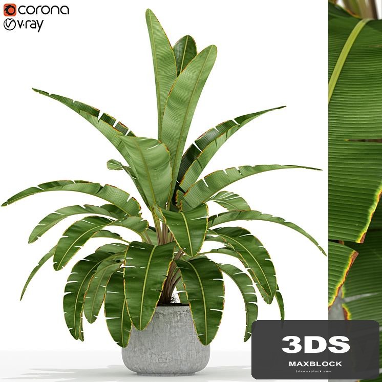 Plants collection 173