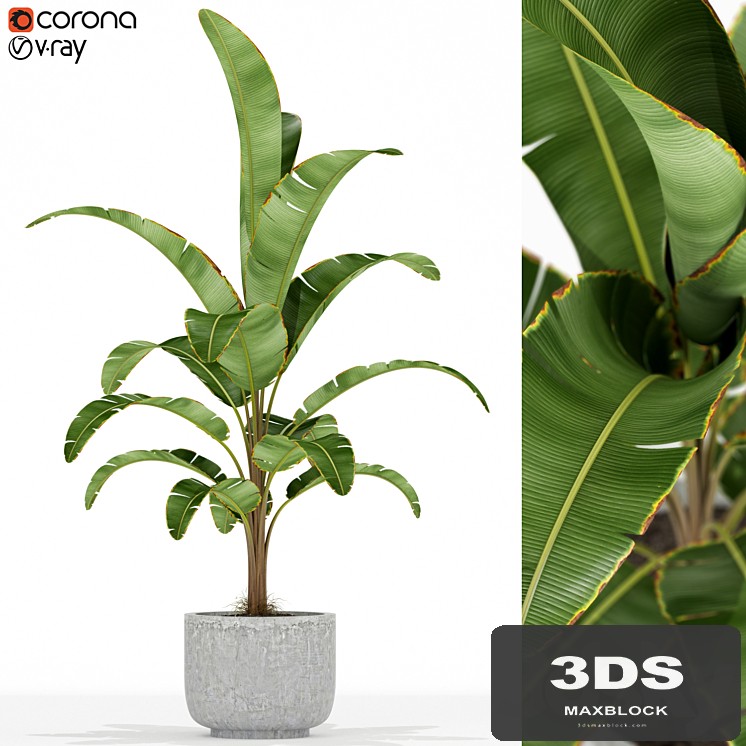 Plants collection 174