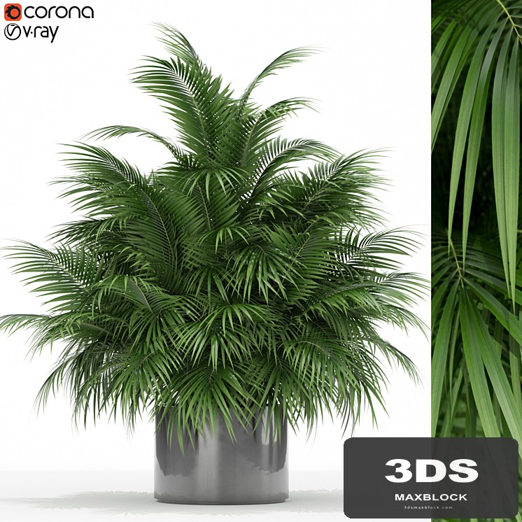 Plants collection 177