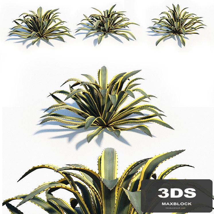 Agave americana