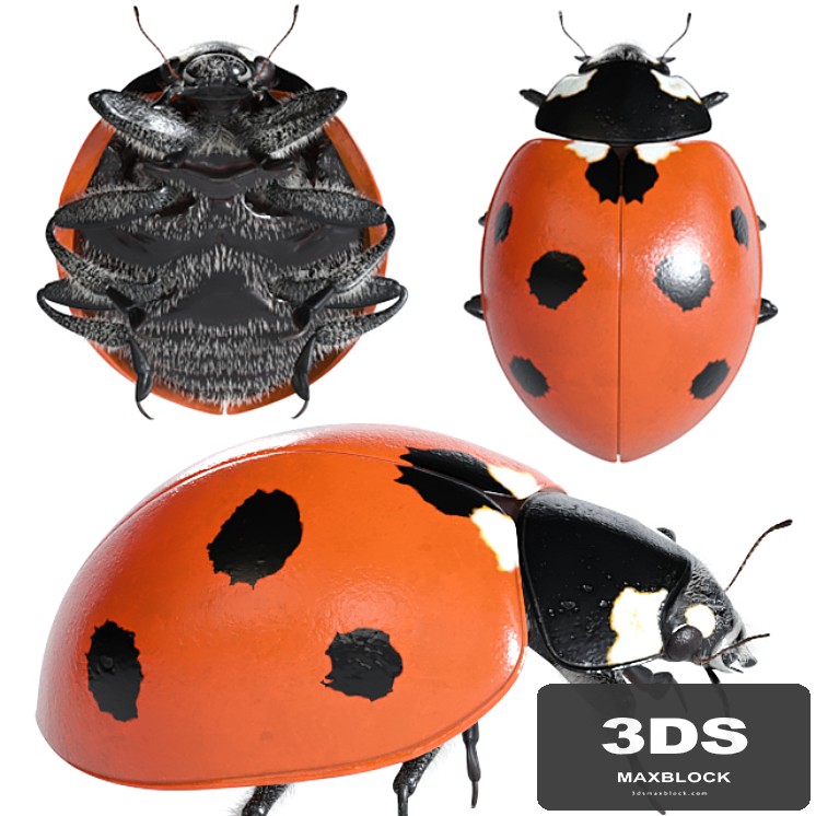 Ladybug (vray NEXT)