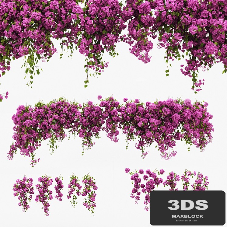 Bougainvillea climber