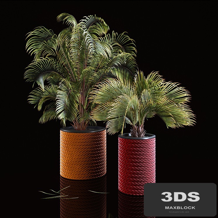 Palms