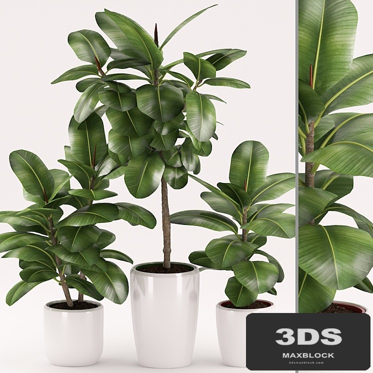 Plants 154