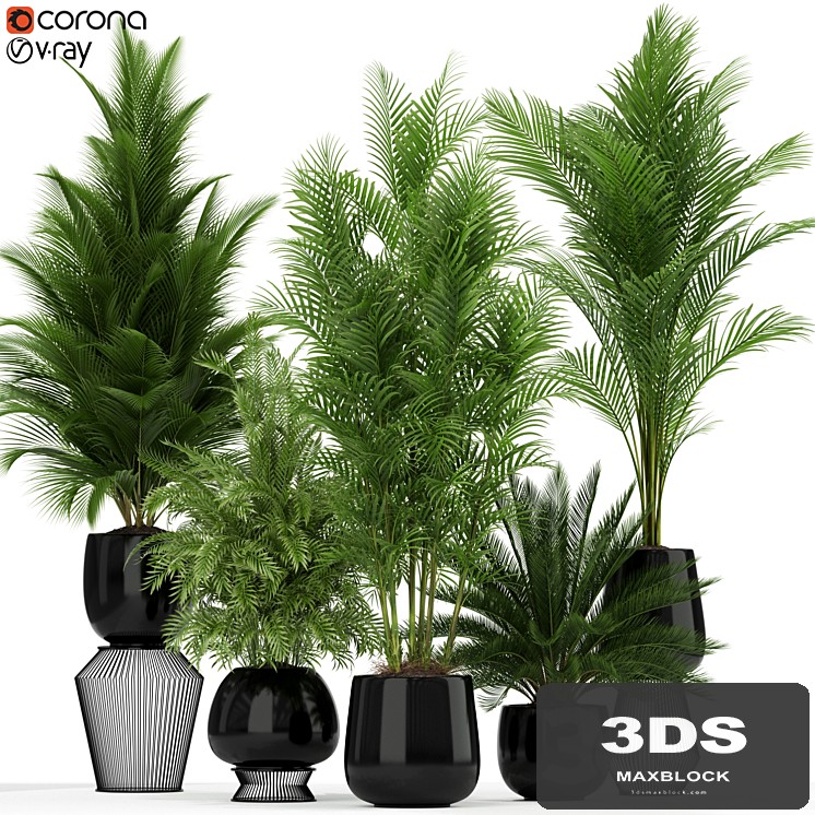 Plants collection 184