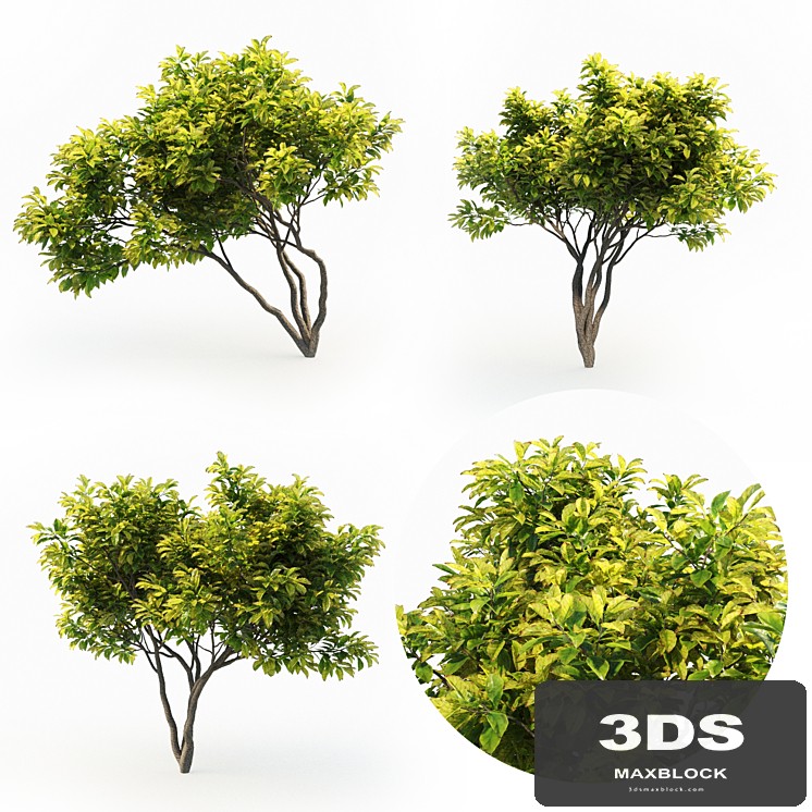 Magnolia (4m) 3 Tree Set