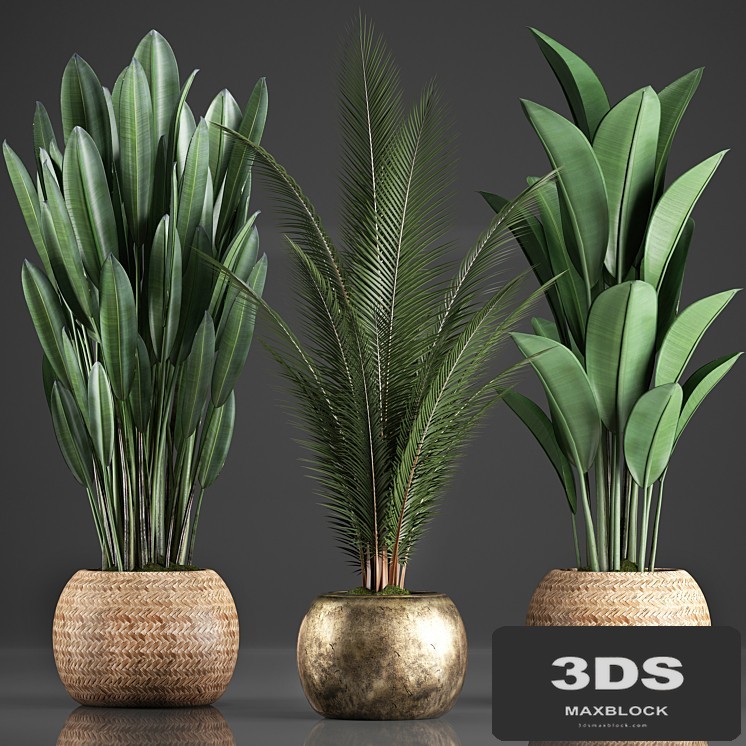 Collection of 360 plants. Banana, coconut tree, strelitzia, basket, rattan, indoor plants, strelitzia, eco design