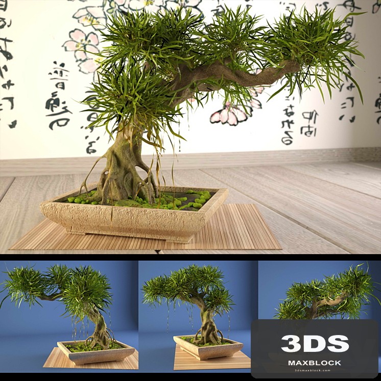 Bonsai