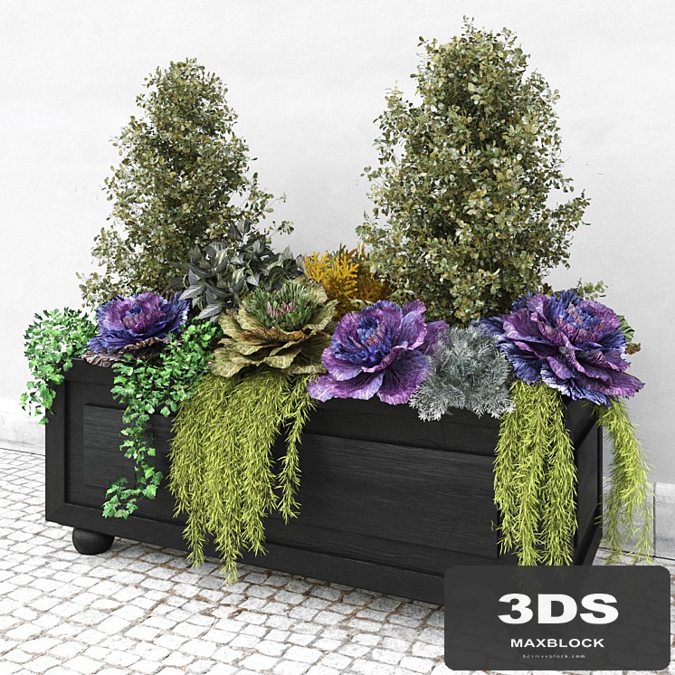 Brassica oleracea (Ornamental Cabbage)