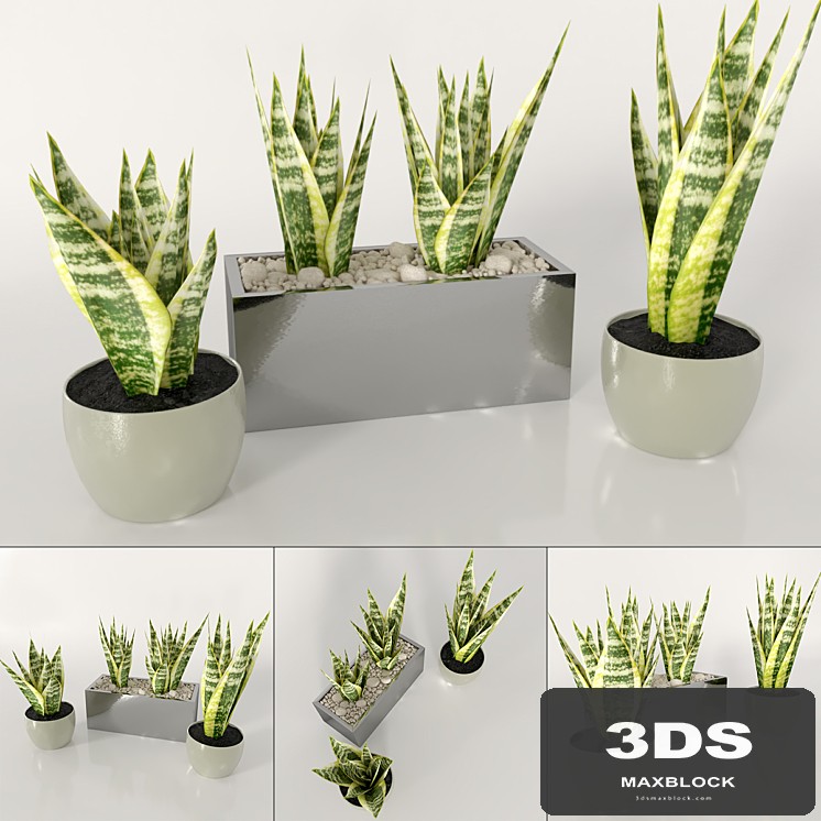 Indoor Plants: Pike Tail (Sansevieria)