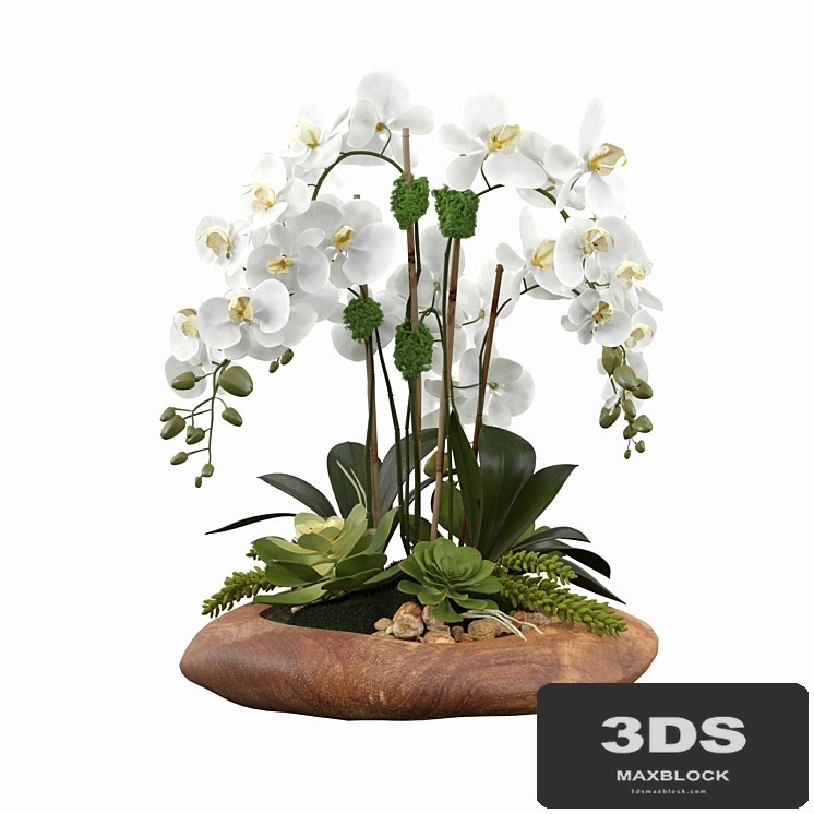 Phalaenopsis Silk Orchids