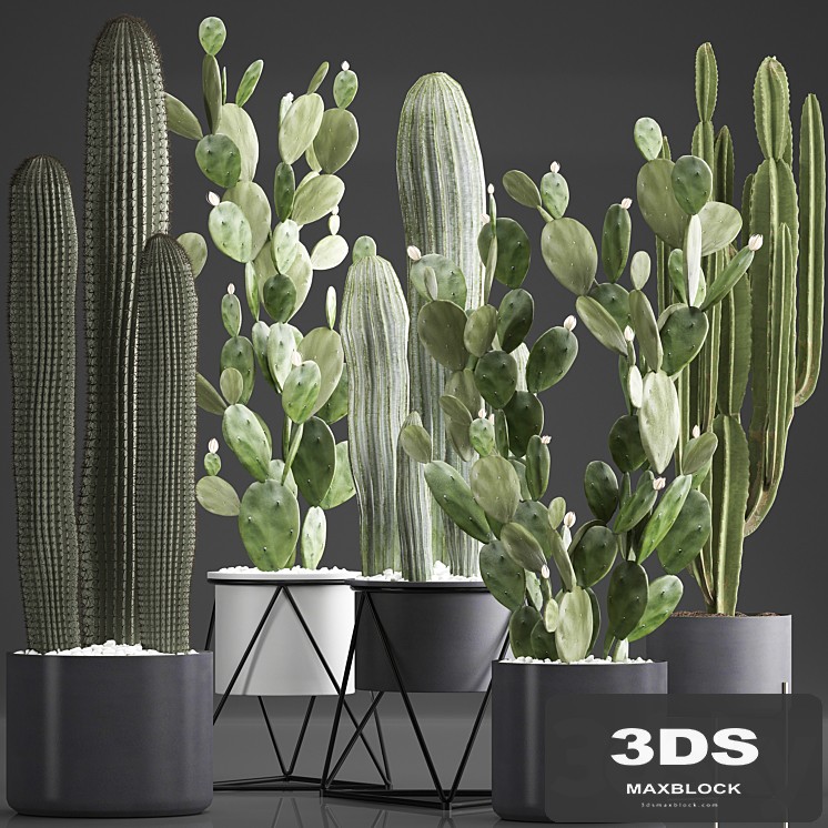 Plant Collection 376. Cactus set. Black pot, flowerpot, cactus, Opuntia, Carnegia, spurge, cireus, Prickly pear, indoor cacti, interior, desert plants