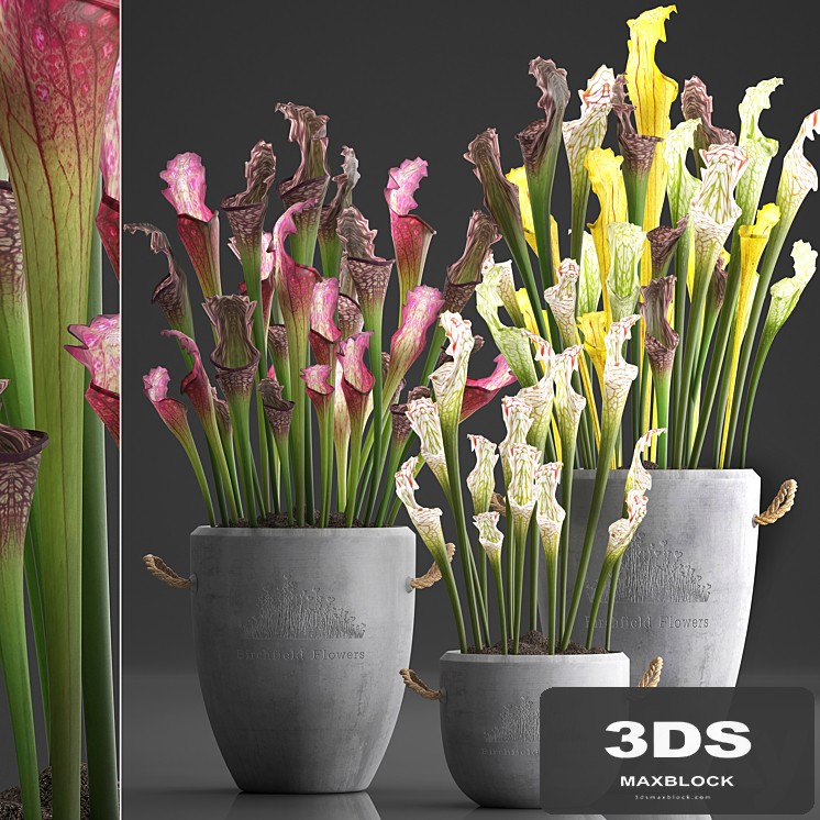 Plant Collection 377.Sarracenia, concrete pot, flowerpot, exotic flowers, indoor plants