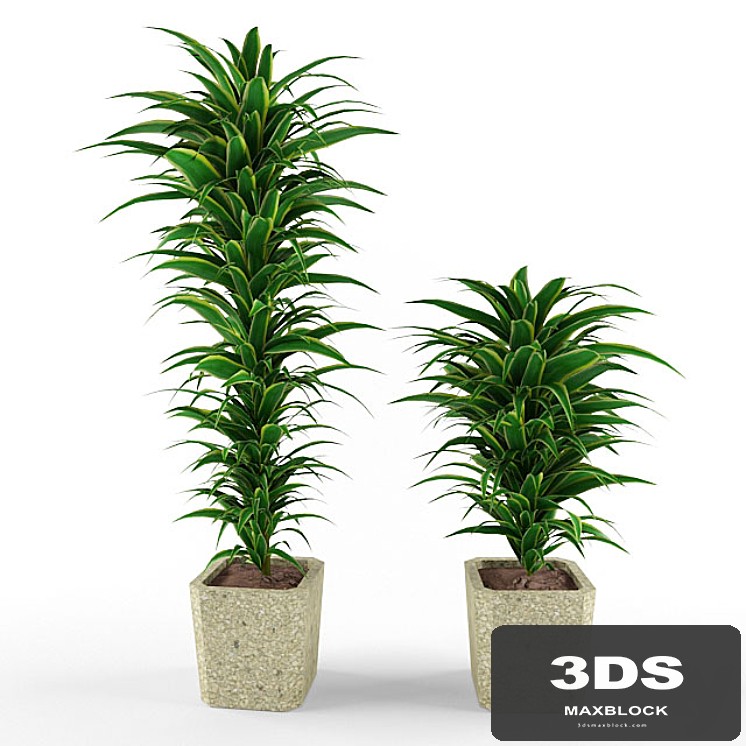 plant