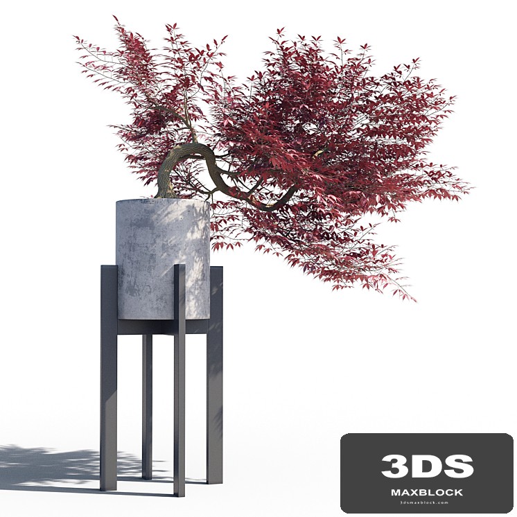 Japanese maple pot 3
